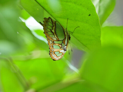 Malachite (Siproeta stelenes), beautiful green butterfly  found in tropical America