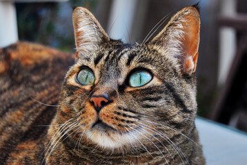 Gata domestica tricolor con ojos azules verdosos con fondo desenfocado. Primer plano