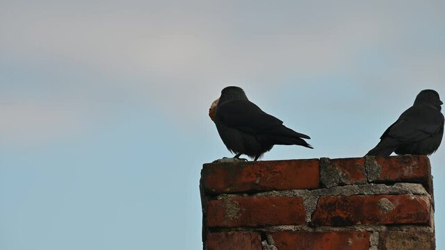 jackdaws on chimney with food in its beak