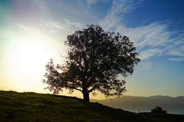 Fototapeta na wymiar Secular tree silouette on the top of the mountain during the sunrise
