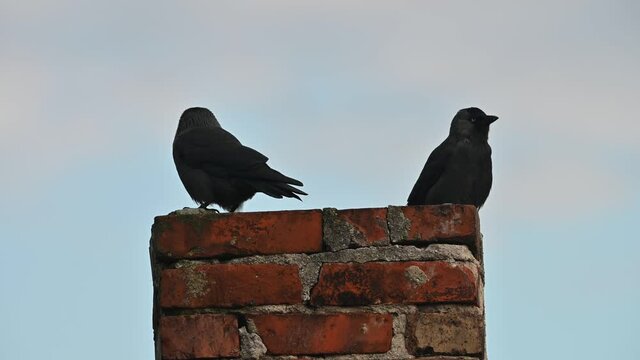 jackdaws on chimney with piece of food in beak