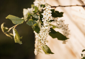 white cherry blossoms close-up, cherry twig