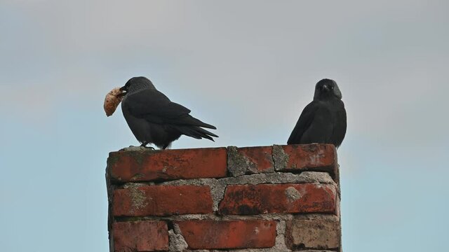 jackdaws on chimney with piece of food in beak