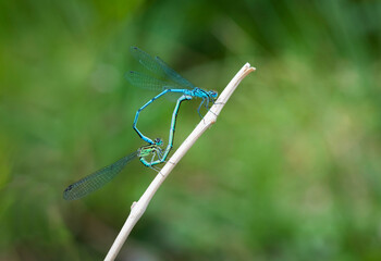 dragonfly heart