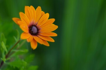 yellow flower with background