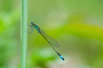 blue dragonfly on leaf