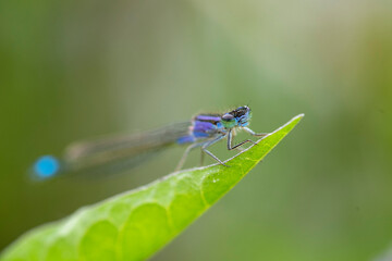 dragonfly on a leaf