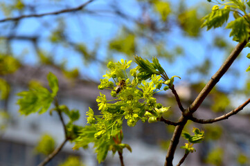 in spring, young green leaves and inflorescences appeared on a maple branch on which a bee sat