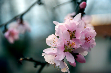 spring branch of cherry with delicate, white with a pink tint flowers close-up