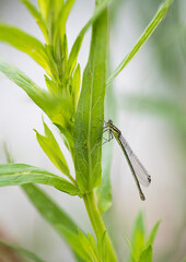 dragonfly on a leaf