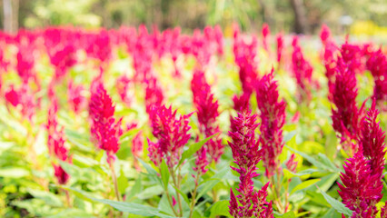 The dark pink flower is called Cockscomb or Chainese Wool Flower.The scientific name is Celosia argentea Linn.