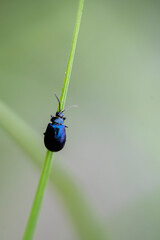 bug on a leaf