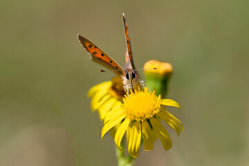 butterfly on flower