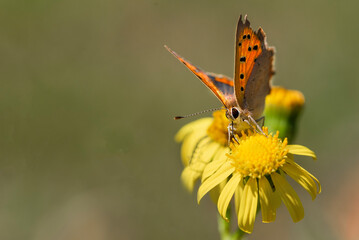 butterfly on flower