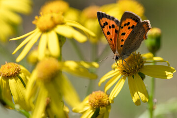butterfly on yellow flower