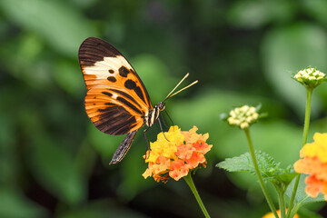 butterfly on flower