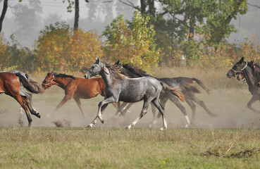 Foals galloping in the herd against the background of the autumn forest