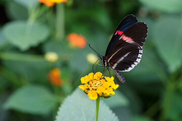 Fototapeta premium butterfly on flower