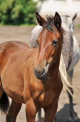 Portrait of a bay foal in the herd on a sunny day