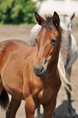 Fototapeta premium Portrait of a bay foal in the herd on a sunny day