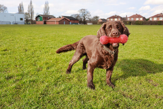 brown chocolate working cocker spaniel playing outside in a field with a red dog toy bone