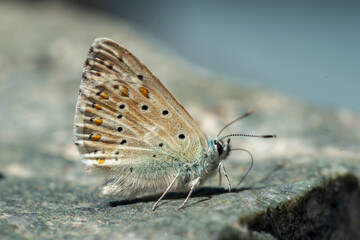 butterfly on the ground