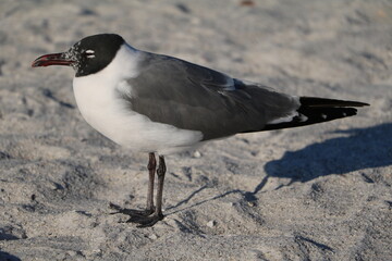 Aztekenmöwe at Clearwater beach in Florida, USA