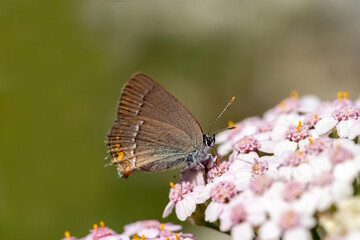 butterfly on flower