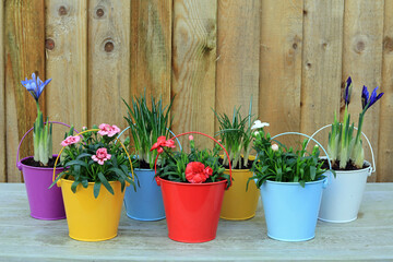 A Mixture Of Spring Bulbs Planted In Colourful Buckets