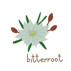 Bitterroot vector flower