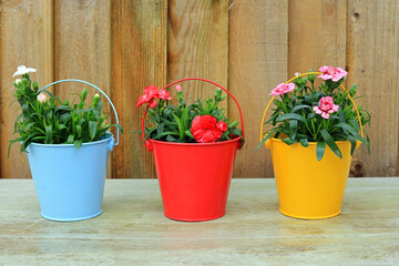 Dianthus Plants Blooming In Colourful Buckets