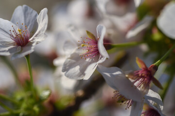 pink and white flowers