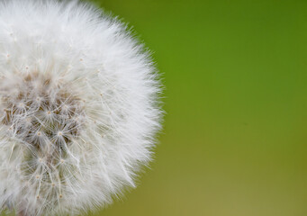 dandelion seed head
