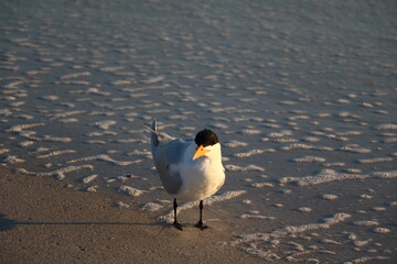  Sterninae at Clearwater beach in Florida, USA