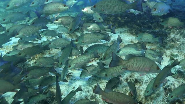 Hundreds of Mangrove Snapper (lutjanus griseus) gather at the entrance to underground springs to stay warm on a cold Florida winter's day.