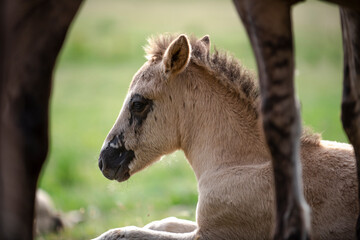 portrait of a horse