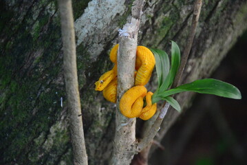 Bothriechis schlegelii, the eyelash viper, an arboreal snake waiting patiently for unsuspecting...