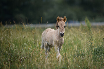 Obraz premium horse in the field