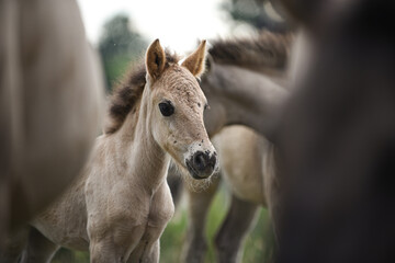 portrait of a foal