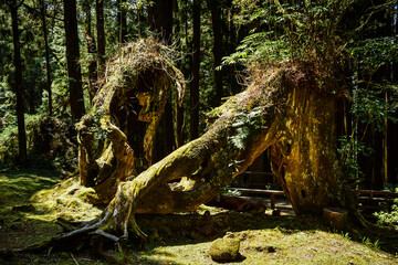 Alishan Mountains in the central-southern region of Taiwan