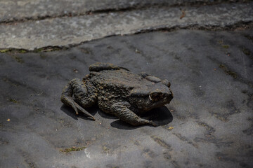 Alishan Mountains in the central-southern region of Taiwan