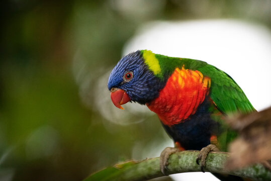 rainbow lorikeet parrot