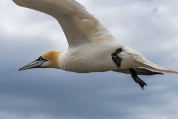 Obraz premium Northern Gannet (Morus bassanus) Colony on Helgoland, Germany