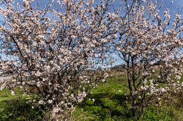 Almond Blossom Macro Photography, Flowered Almond Tree and Almond Blossom Branches with Selective Focus Countryside Sardinia