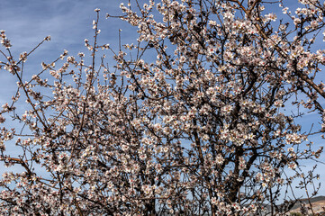 Almond Blossom Macro Photography, Flowered Almond Tree and Almond Blossom Branches with Selective Focus Countryside Sardinia