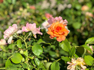 Obraz premium Orange Rose