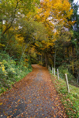 bavaria hiking path in autumn