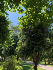 Beautiful green park view