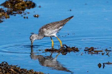 A greater yellow legs seabird walking along the shoreline of a saltwater beach. The ocean beach is covered in seaweed and the small lanky shorebird has a long neck and slightly upturned bill. 