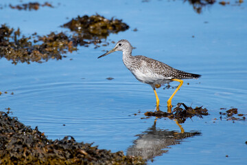 A greater yellow legs seabird walking along the shoreline of a saltwater beach. The ocean beach is covered in seaweed and the small lanky shorebird has a long neck and slightly upturned bill. 